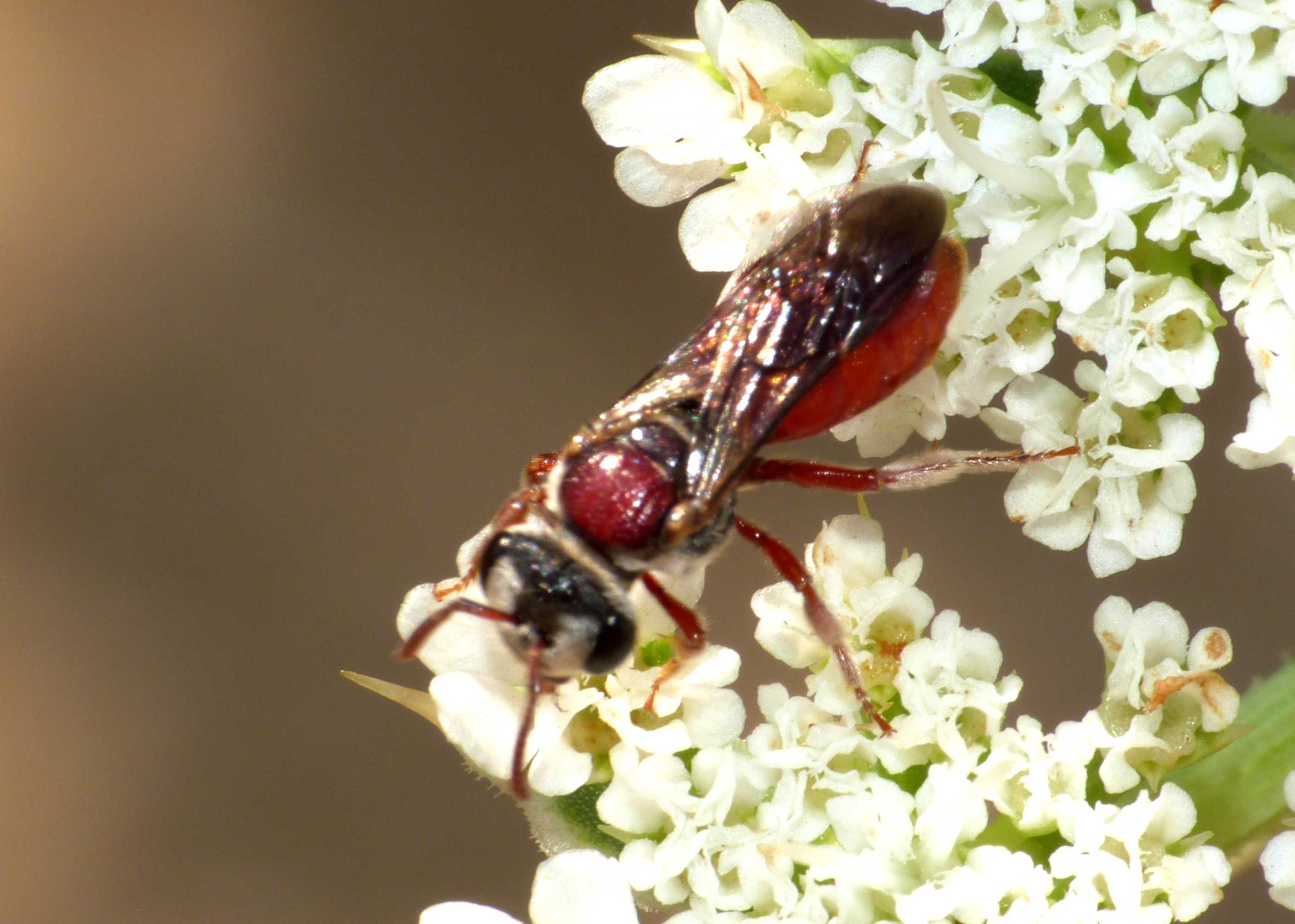 Piccolo Sphecodes (?) rossiccio